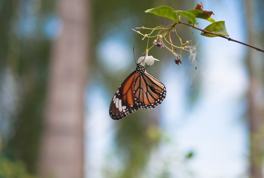 colorful butterfly on green tree