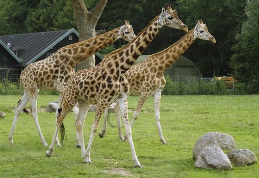 Three giraffes in a zoo staring curiously at something