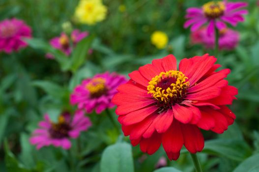 colorful of Zinnia elegans ,flower