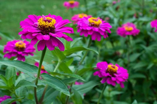 colorful of Zinnia elegans ,flower
