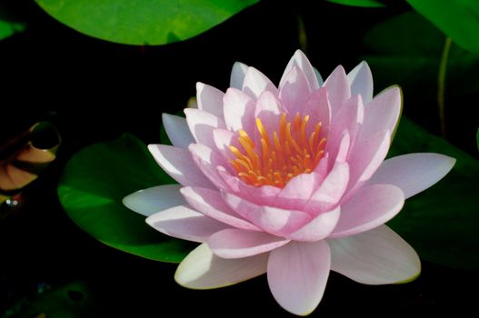 purple water lily in the pond