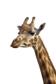 An isolated photo of a giraffe's neck and head
