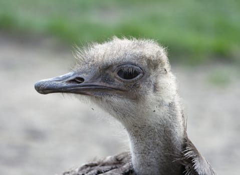 Head and neck of an ostrich with tousled feathers