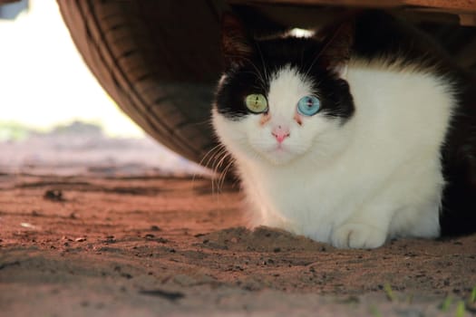 cat with different eyes, black and white