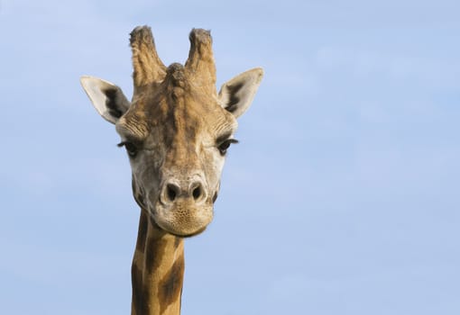 Giraffe looking at camera against blue sky