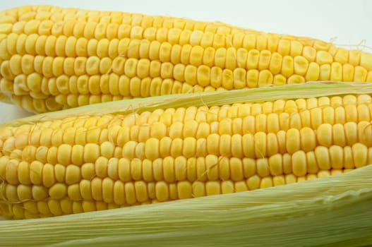 Fresh corn cobs on white background 