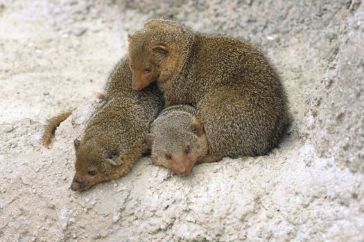 Three dwarf mongooses sitting on a rock