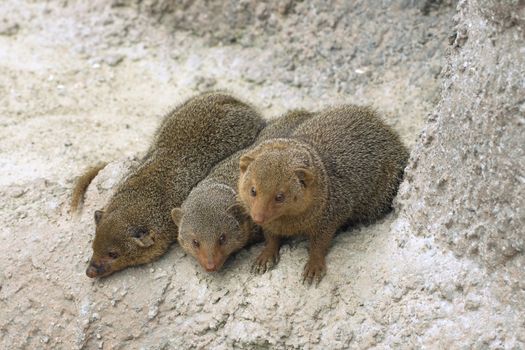Three dwarf mongooses sitting on a rock