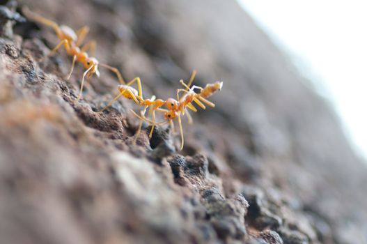 red ants on the tree