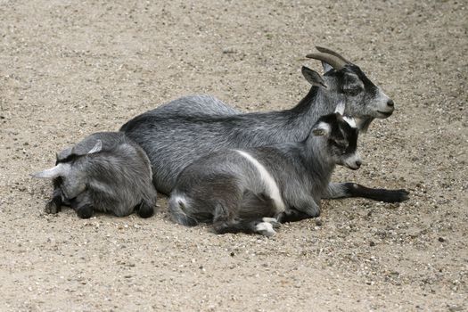 Grey mother goat laying with her child