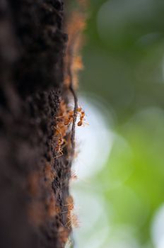 red ants on the tree