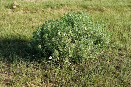 Sagebrush, or Artemisia tridentata, which is allergenic to humans , growing in a semi dessert habitat with grass cover