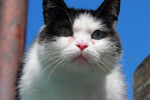 cat with different eyes, black and white