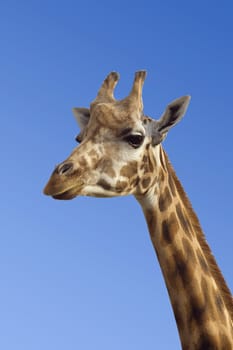 Giraffe's neck and head against clear blue sky