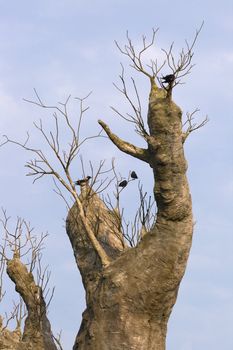 Baobab tree against blue sky, view from below