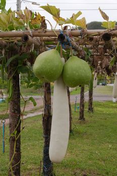 big green gourd in the garden