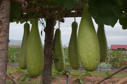 big green gourd in the garden