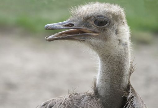 Head and neck of an ostrich with tousled feathers