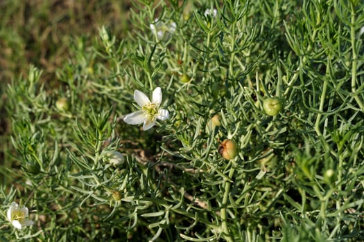 Flower of the sagebrush, or Artemisia tridentata, which has a bitter taste and pungent odour to repel grazing