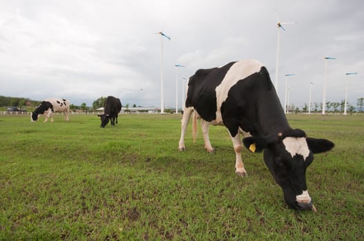 Cows on green meadow 