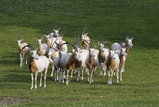 Herd of antelopes grazing on a meadow