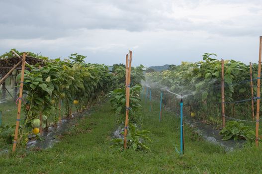the landscape of vegetable garden