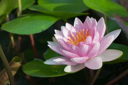 purple water lily in the pond