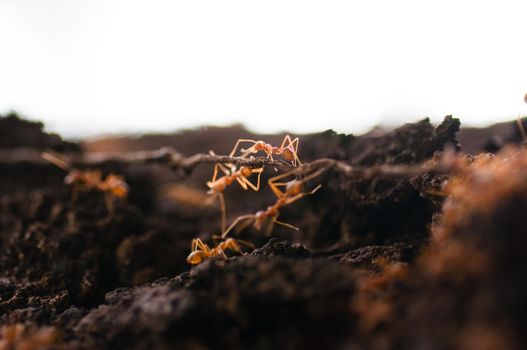 red ants on the tree