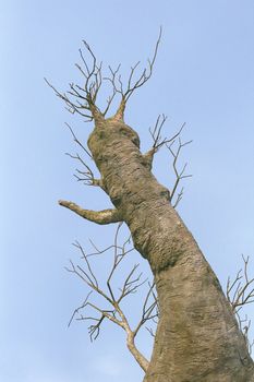 Baobab tree against blue sky, view from below