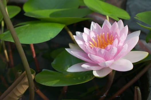 purple water lily in the pond