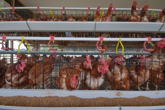 Red chickens in cell sections 