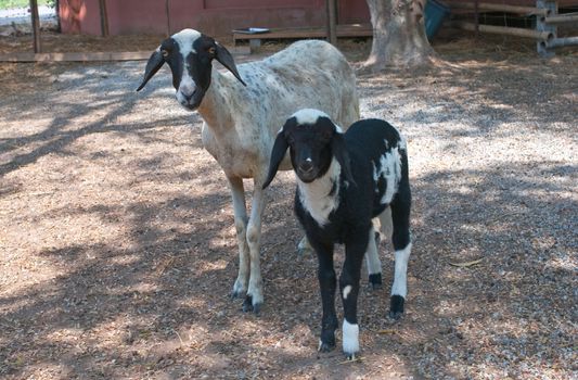 two black sheeps in a farm