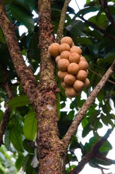 Fresh young Longkong (langsat) on tree 