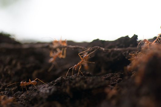 red ants on the tree