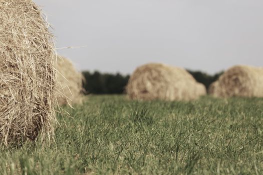 Rolling haystack on summer field