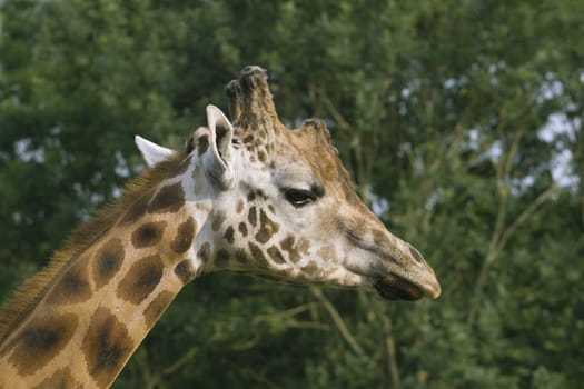 Giraffe's neck and head against green foliage