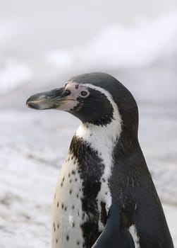 Portrait of a magellanic penguin photographed side-face