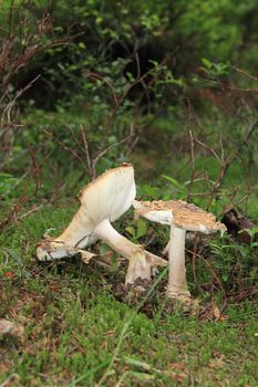 amanita genus mushrooms on forest soil