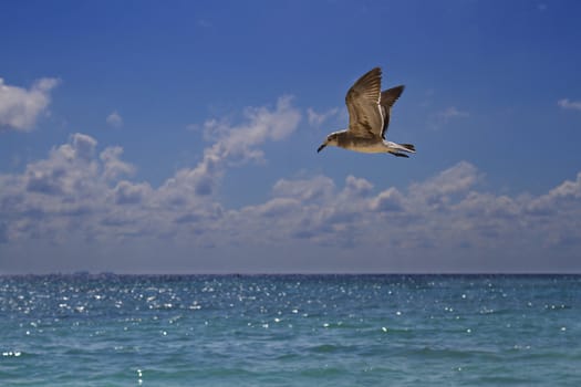 juvenile seagull flying over the ocean
