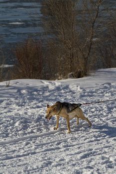 German shepperd dog sleigh ready to go