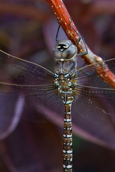 a macro shot of a large dragonfly