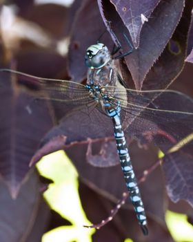 A blue dragonfly on purple leaves