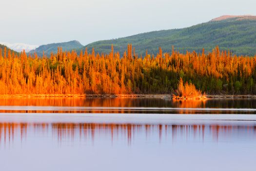 Warm sunset light reflections on calm surface of boreal forest wilderness pond, Twin Lakes, Yukon Territory, Canada