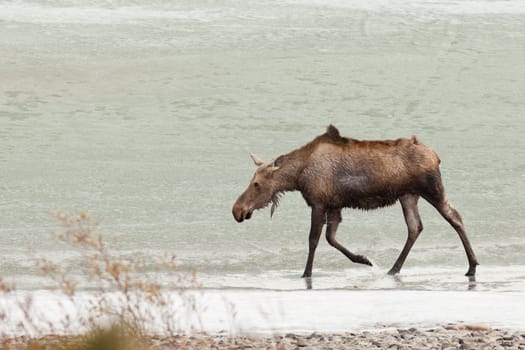 Young moose, alces alces, walking along shore of frozen lake wading in shallow water