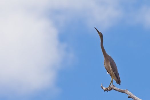 Watchful White-faced heron, Ardea novaehollandiae, sitting high up on dead branch of tall tree against blue cloudy sky