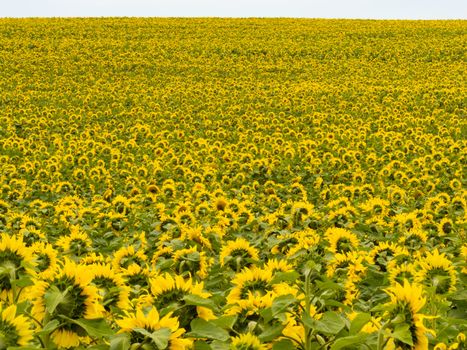 Environmental or agricultural background of a field of cheerful yellow sunflowers all pointing away from the camera into the light of the sun