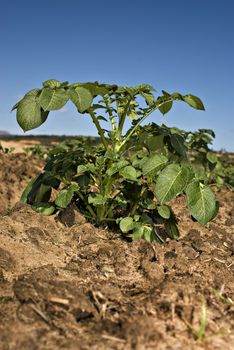 Potato plant on the field with blue sky