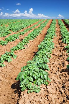 Green potato fields against blue sky