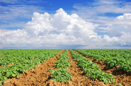 Green potato fields against blue sky