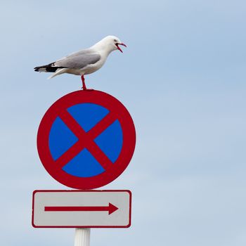 Red-billed gull, Chroicocephalus scopulinus, standing with open beak on top of "No stopping" traffic sign with plenty of copyspace